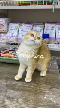 Scottish fold golden