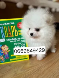 Pomeranian 