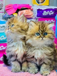Persan golden tabby