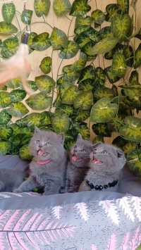 British short hair , scottish fold