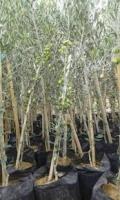 gardening-اشجار-الزيتون-bordj-menaiel-boumerdes-algeria
