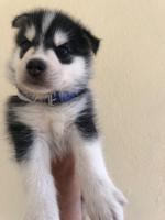 chien-chiot-husky-malamute-birkhadem-alger-algerie