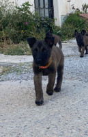 chien-malinois-charbonne-ain-benian-alger-algerie