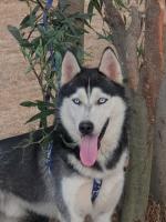 chien-husky-male-et-femelle-alger-centre-algerie