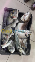 tebessa-ain-zerga-algerie-hôtellerie-restauration-salles-export-et-import-des-poissons