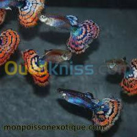 alger-mohammadia-algerie-poisson-et-accessoire-d-aquarium