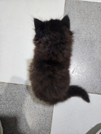 cats-persan-silverbrown-bouzareah-alger-algeria