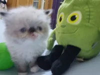 Chatton piki Face 
