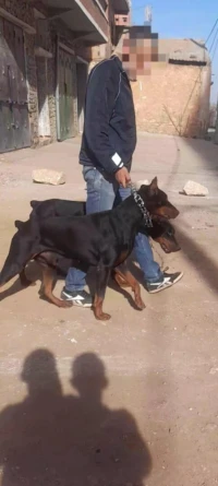Couple doberman productif