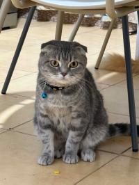 قطط-scottish-fold-درارية-الجزائر