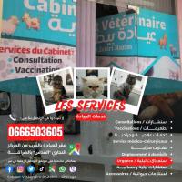 medecine-sante-cabinet-veterinaire-cheraga-alger-dr-zobiri-algerie