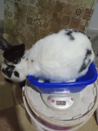 Lapin ارنب