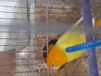 Inseparable