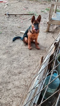 Berger Allemand 