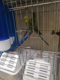 Couple perruche vert