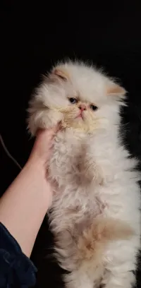 Chat persan peke face