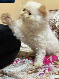 Chat persan peke face 