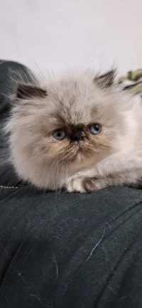 Chat persan peke face 