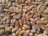 دقلة نور Datte Deglet Nour