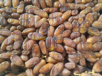 alimentary-دقلة-نور-datte-deglet-nour-bordj-ben-azzouz-biskra-algeria