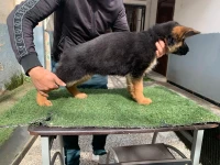 à vendre 2 chiots berger allemand   pedigree