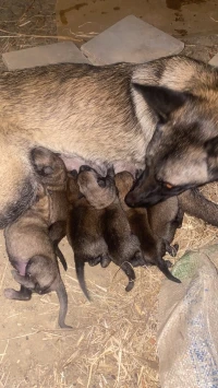 Chiots malinois 