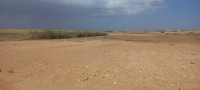 terrain-agricole-vente-djelfa-mouadjebar-algerie