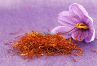 خنشلة-الجزائر-غذائي-safran-crocus-sativus&nbsp;