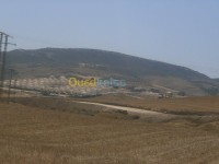 أرض-بيع-عين-تيموشنت-بوزجار-الجزائر