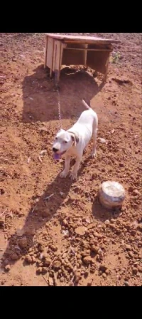 Dog argentin 
