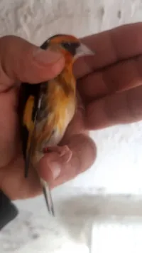 Mutation jaune