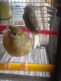 Canaris
