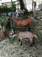 animaux-de-ferme-chevre-alpine-akbou-bejaia-algerie