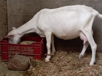 animaux-de-ferme-une-veritable-chevre-sanin-avec-son-fils-tazmaltdaira-bejaia-algerie