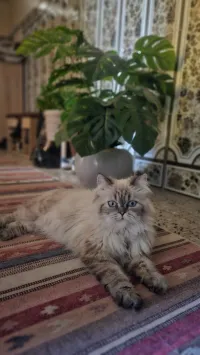Chat persan pour accouplement 