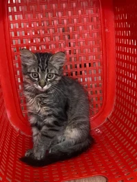 Chat pour adoption 