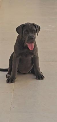 2chiot cani corso