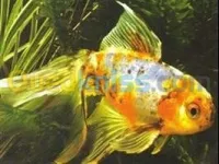 Poisson d'aquarium