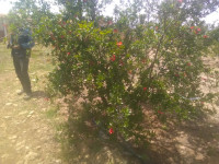 terrain-agricole-vente-djelfa-benhar-algerie