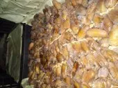 Exportation tout les produit agro-alim