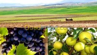 المدية-البرواقية-الجزائر-أرض-byaa-ard-almdy-albroaky