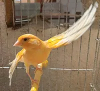 Canari mâle wadjed
