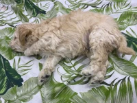 Caniche