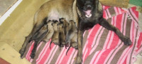 chien-malinois-race-pure-boumerdes-algerie