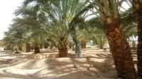 Vente Terrain Agricole Biskra Sidi okba
