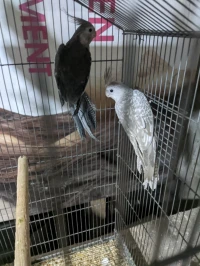 Couple calopsitte