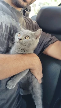 Chaton British Shorthair / Scottish Fold