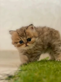Chaton femelle persan chinchilla golden