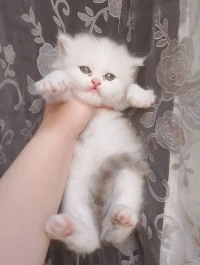 Chaton male persan chinchilla silver golden