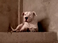 femelle dogue argentin